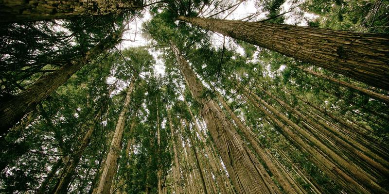 广西鼎坚电力：专业电力工程与维护服务，筑牢八桂大地能源安全防线
